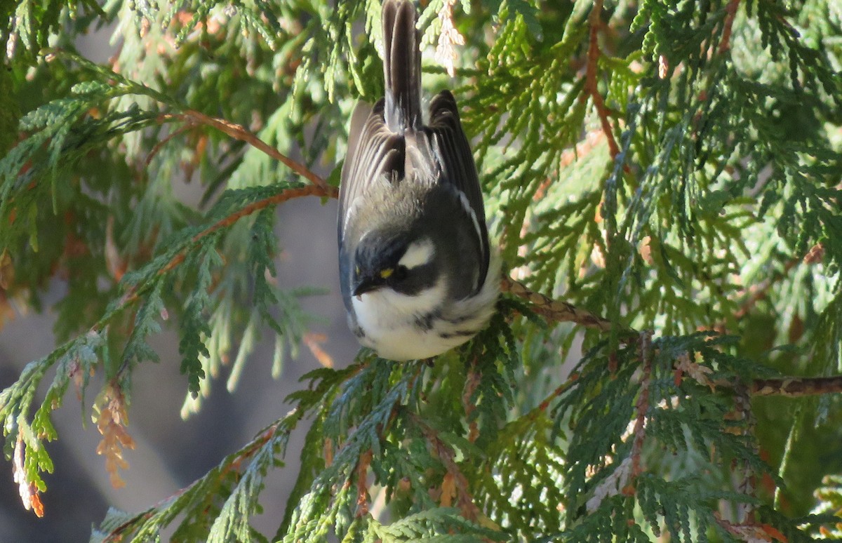 Black-throated Gray Warbler - ML646059283