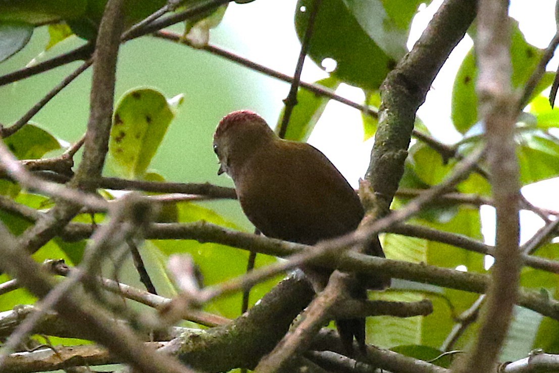 skrakapoud nahnědlý - ML646059285