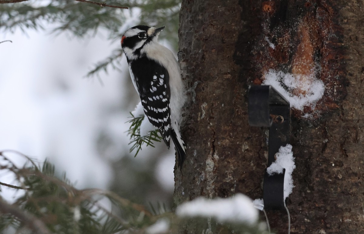 Downy Woodpecker - ML646059293