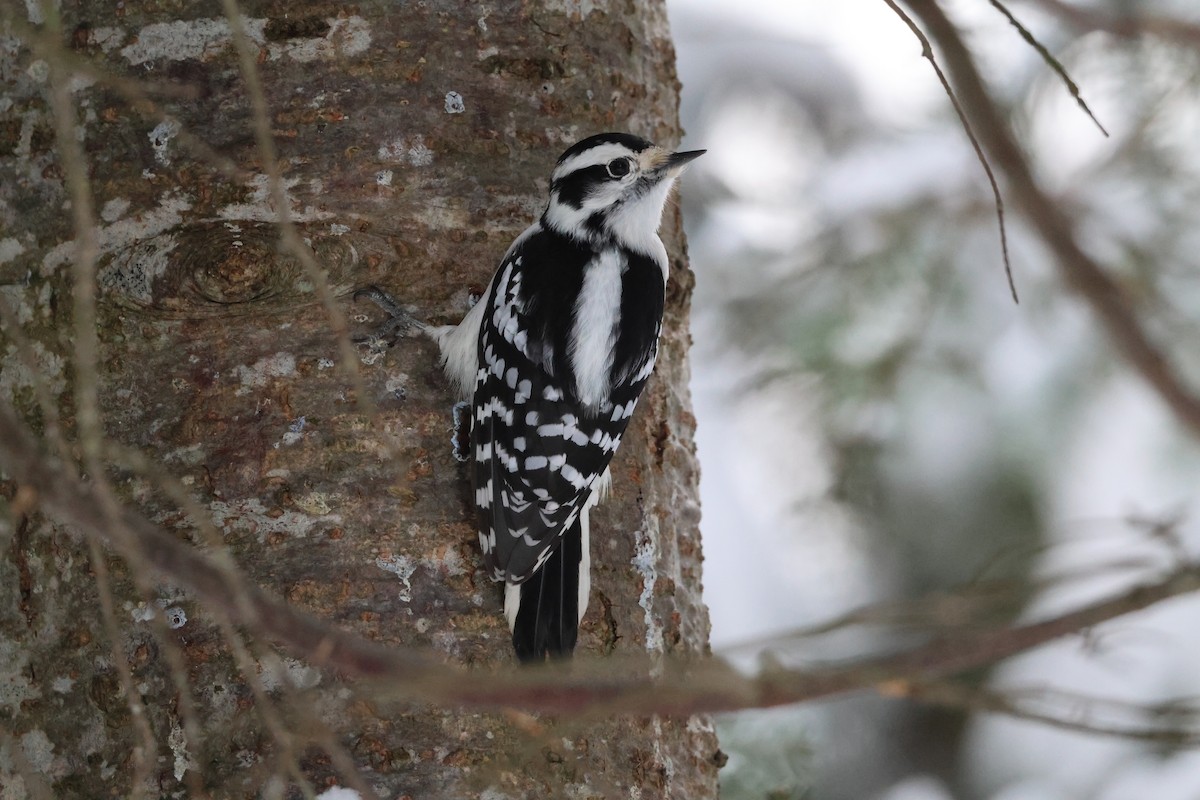 Downy Woodpecker - ML646059294