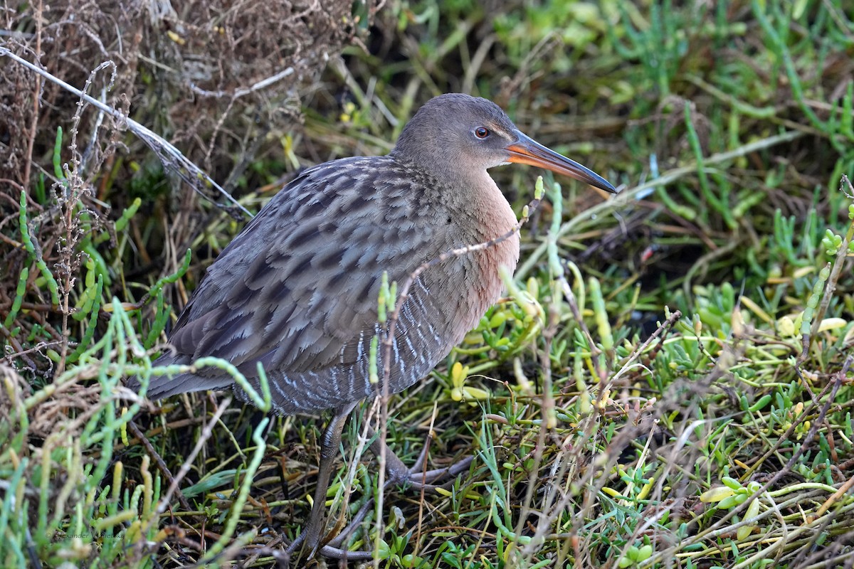 Ridgway's Rail - ML646059304