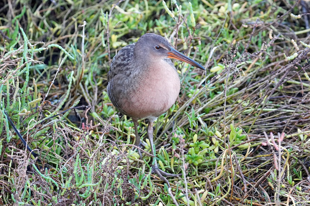 Ridgway's Rail - ML646059305