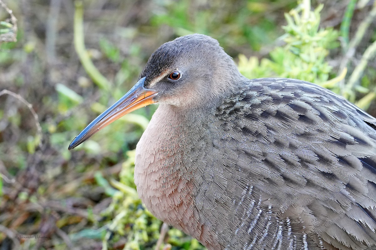 Ridgway's Rail - ML646059307