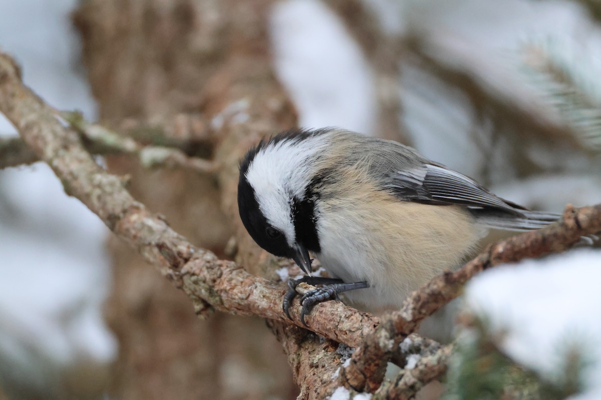 アメリカコガラ - ML646059320