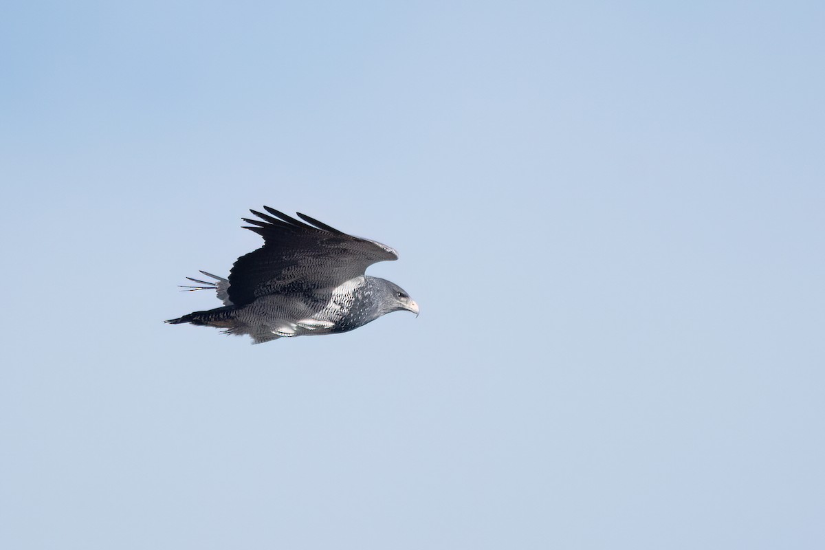 Black-chested Buzzard-Eagle - ML646059325