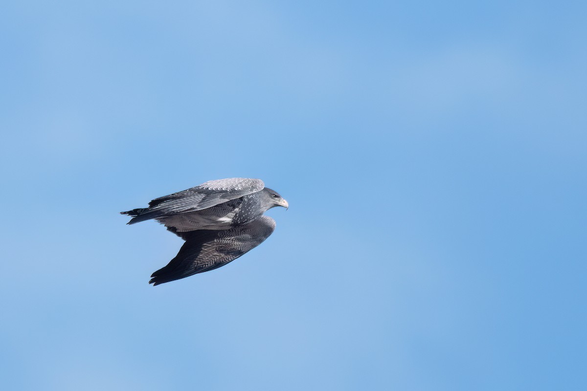 Black-chested Buzzard-Eagle - ML646059326