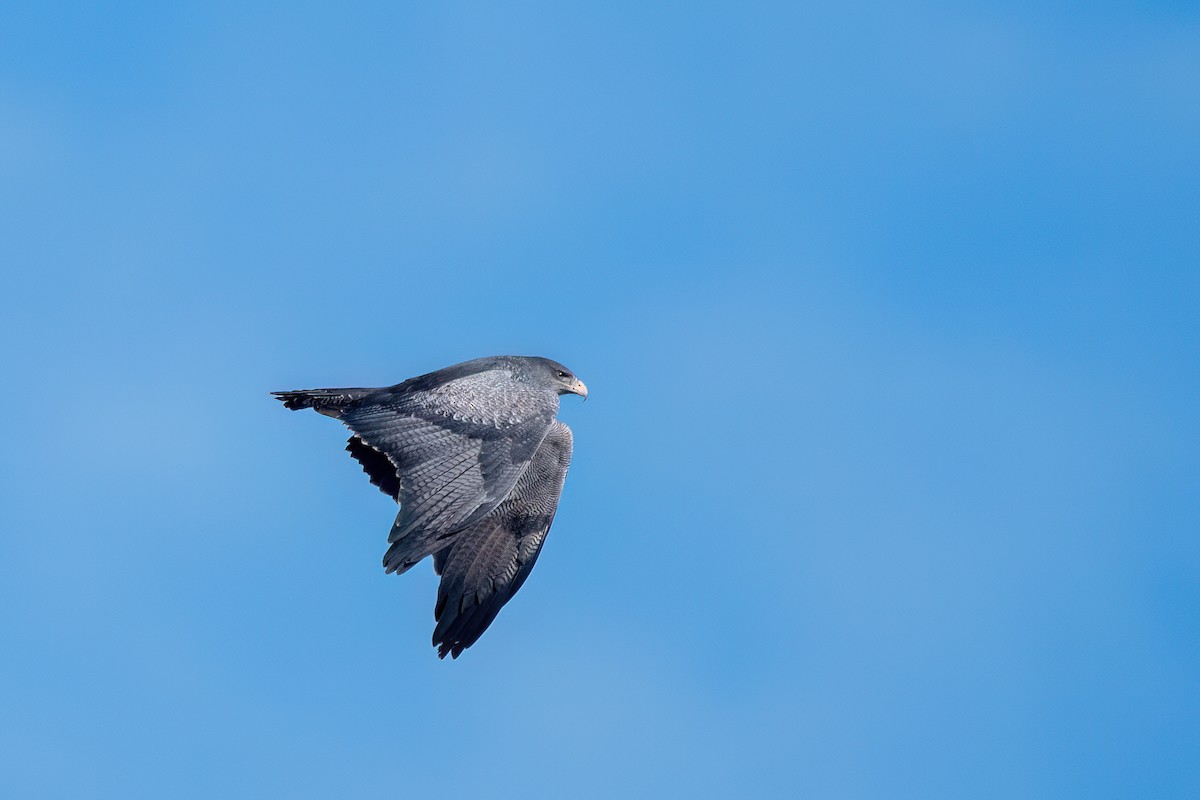 Black-chested Buzzard-Eagle - ML646059327