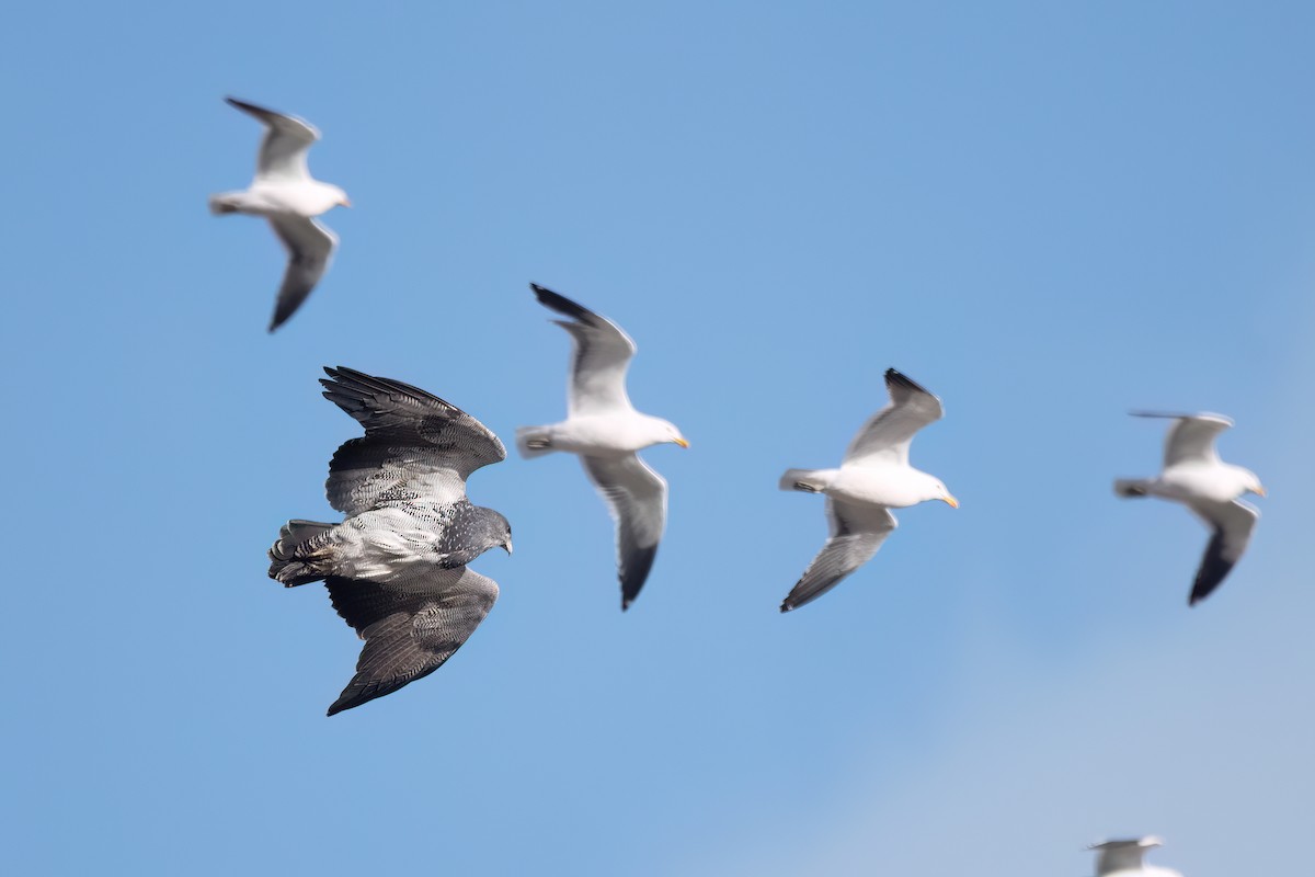 Black-chested Buzzard-Eagle - ML646059328
