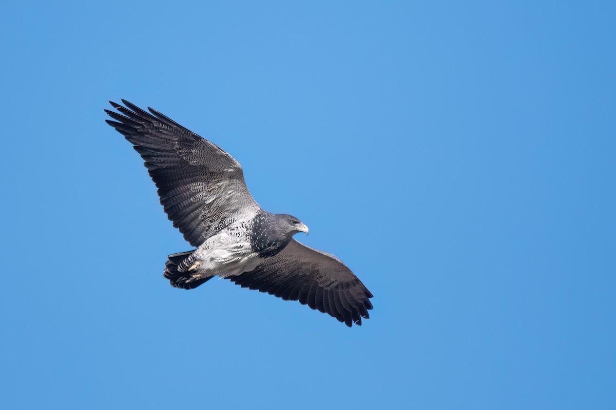 Black-chested Buzzard-Eagle - ML646059329