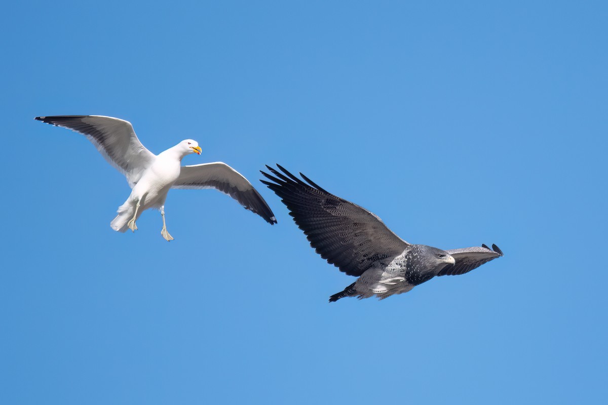 Black-chested Buzzard-Eagle - ML646059330