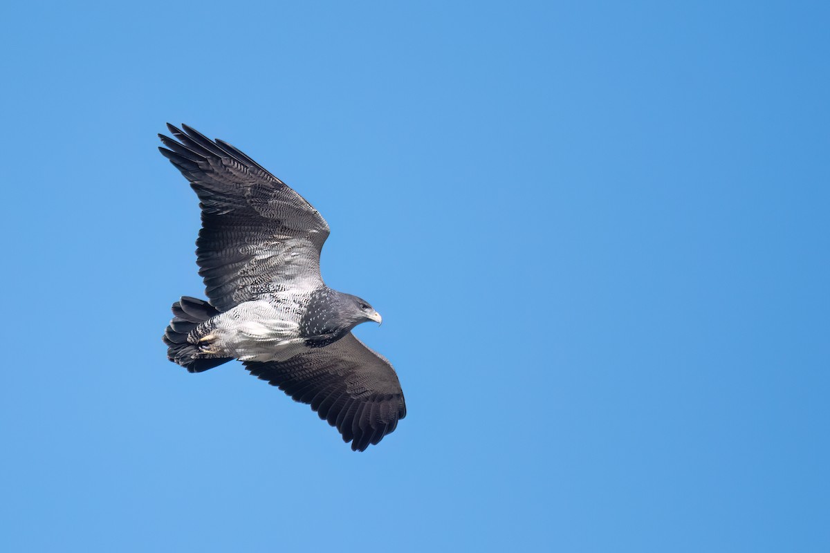 Black-chested Buzzard-Eagle - ML646059331