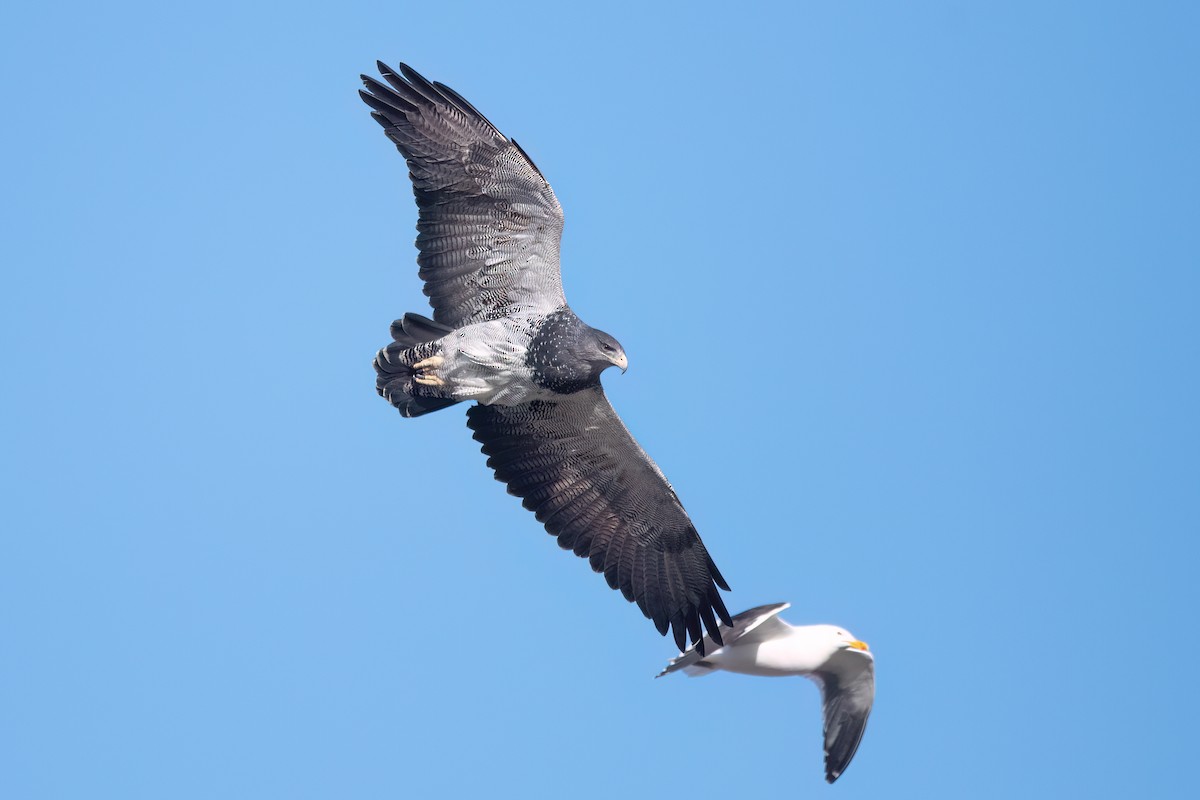 Black-chested Buzzard-Eagle - ML646059332