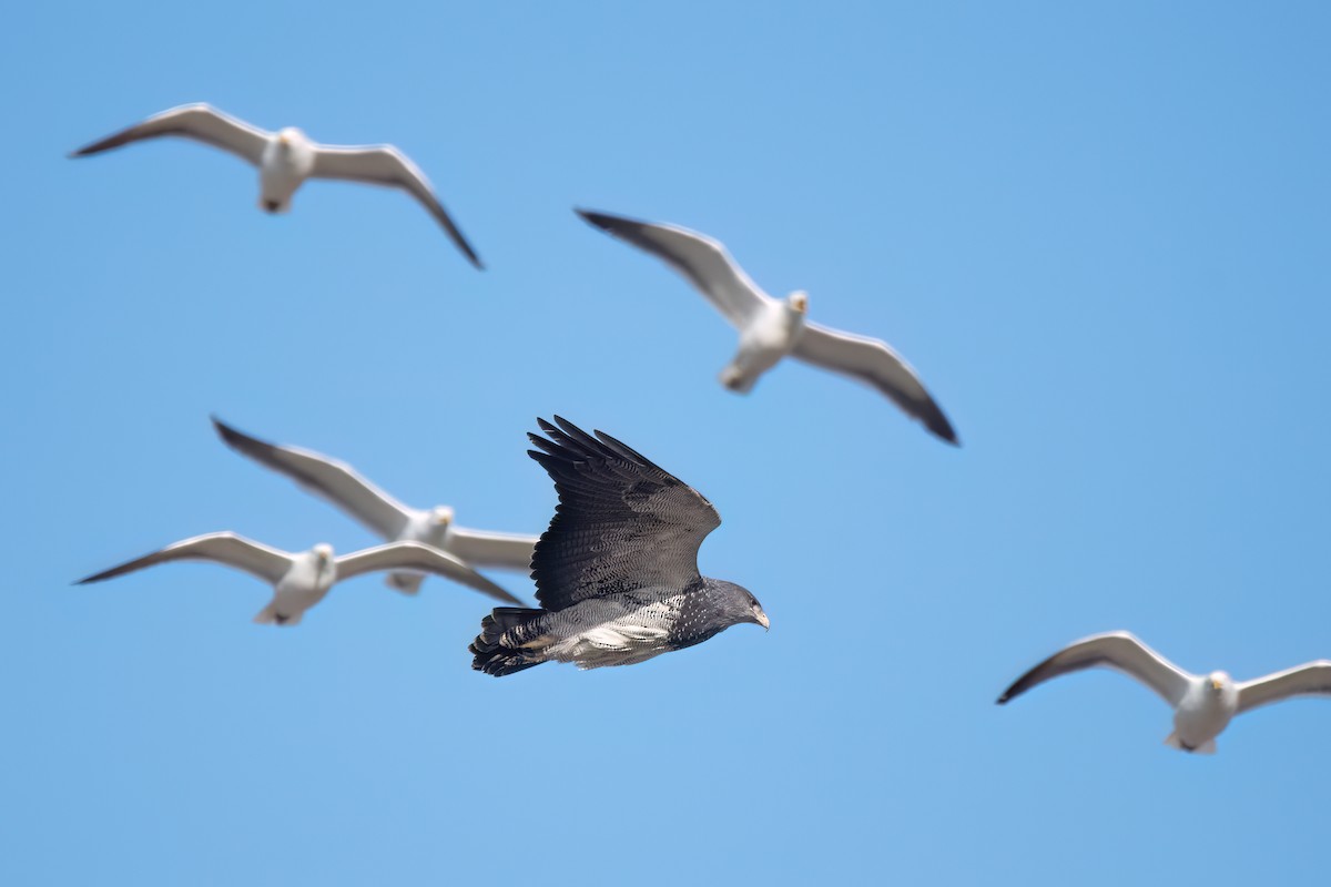 Black-chested Buzzard-Eagle - ML646059335