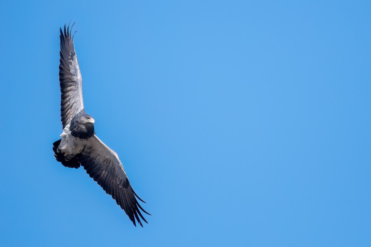Black-chested Buzzard-Eagle - ML646059336