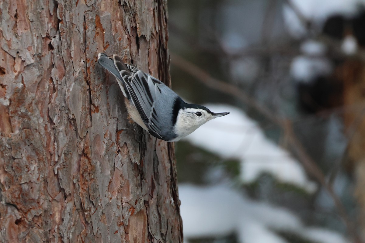 ムナジロゴジュウカラ - ML646059338