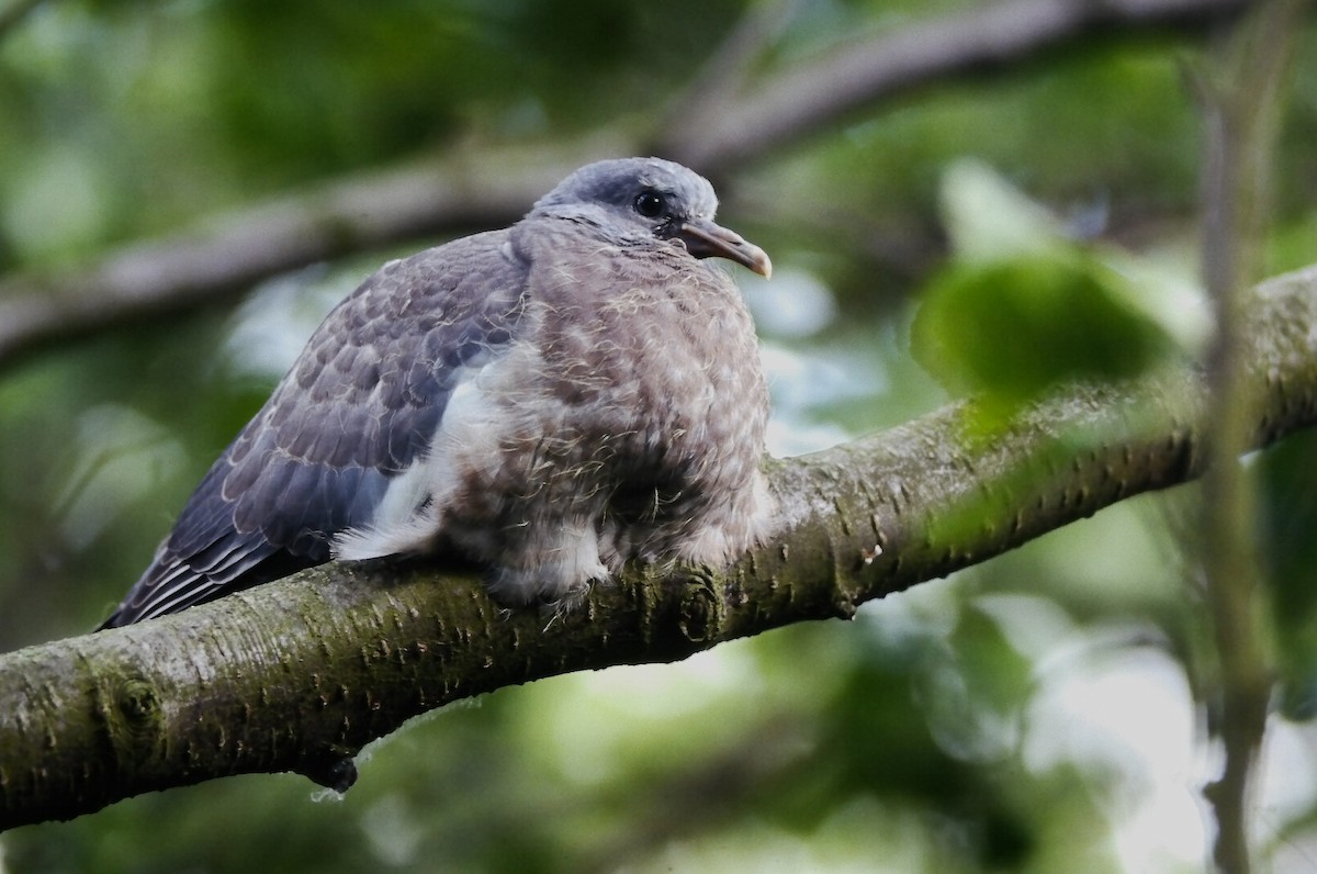 モリバト（palumbus グループ） - ML646059340