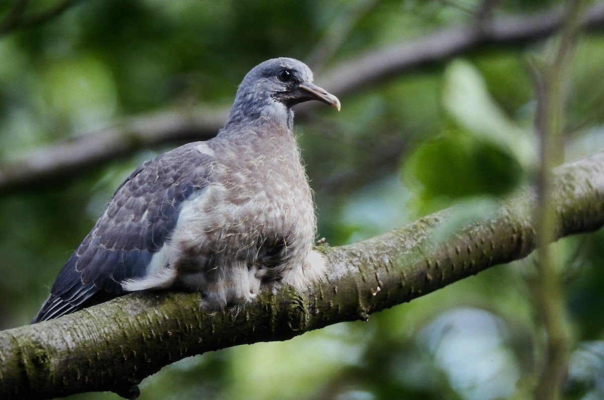 モリバト（palumbus グループ） - ML646059341