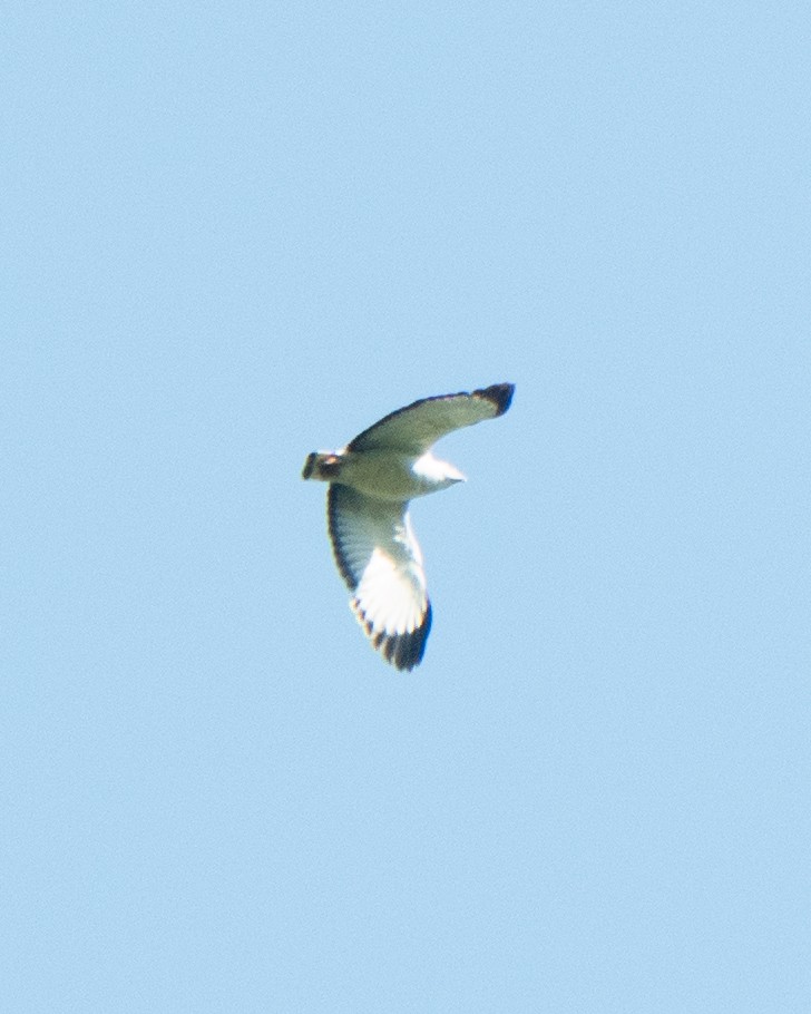 White-necked Hawk - ML646059342
