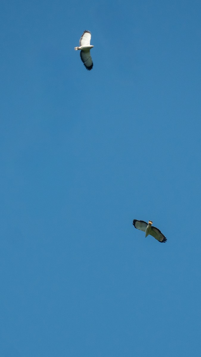 シロエリノスリ - ML646059343