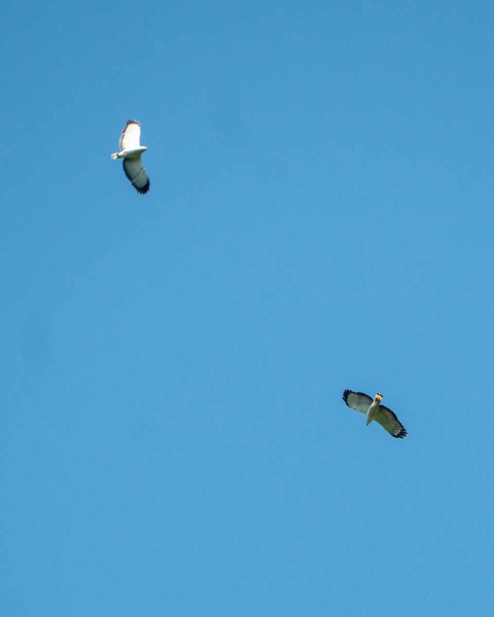 シロエリノスリ - ML646059344