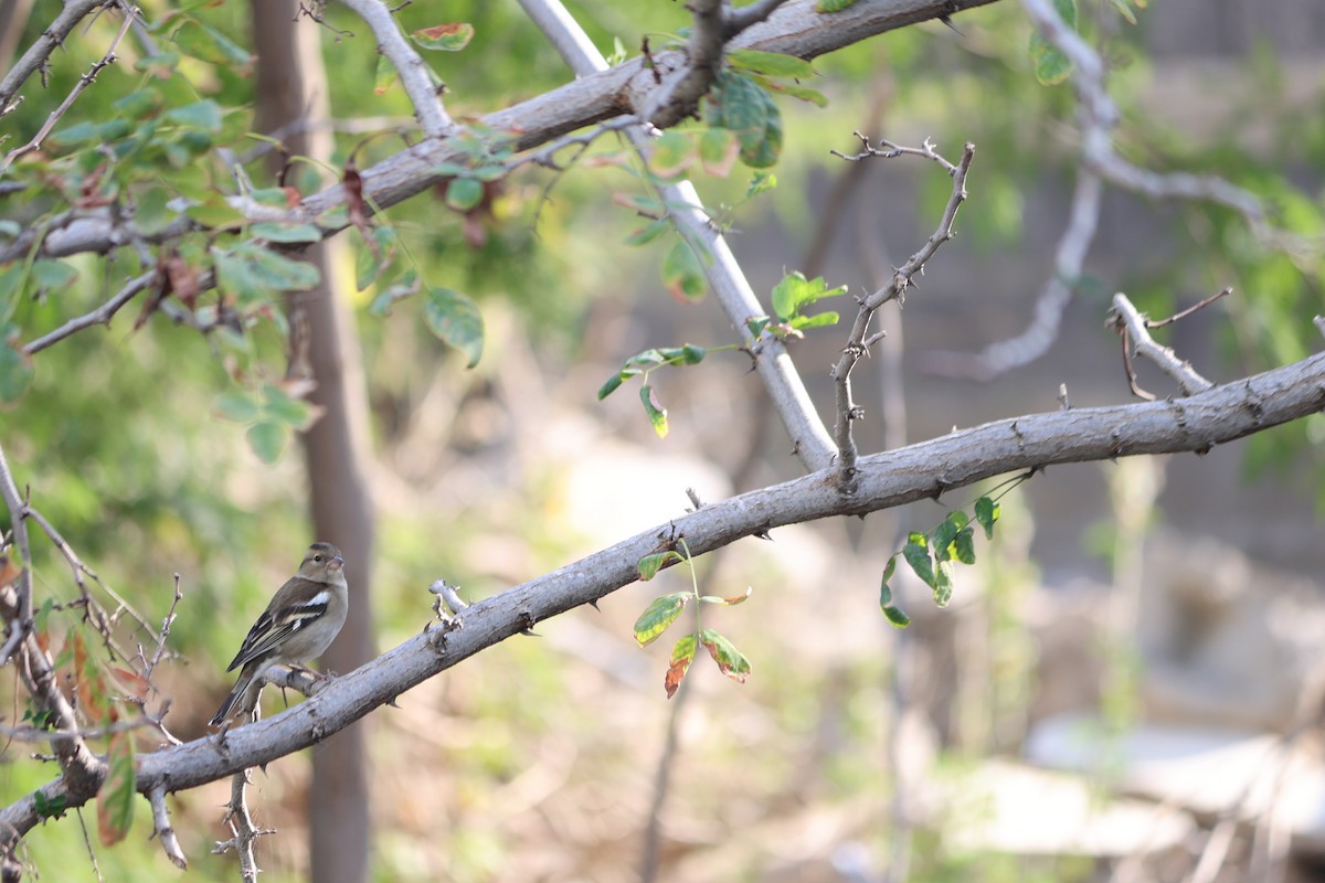 ズアオアトリ - ML646059345