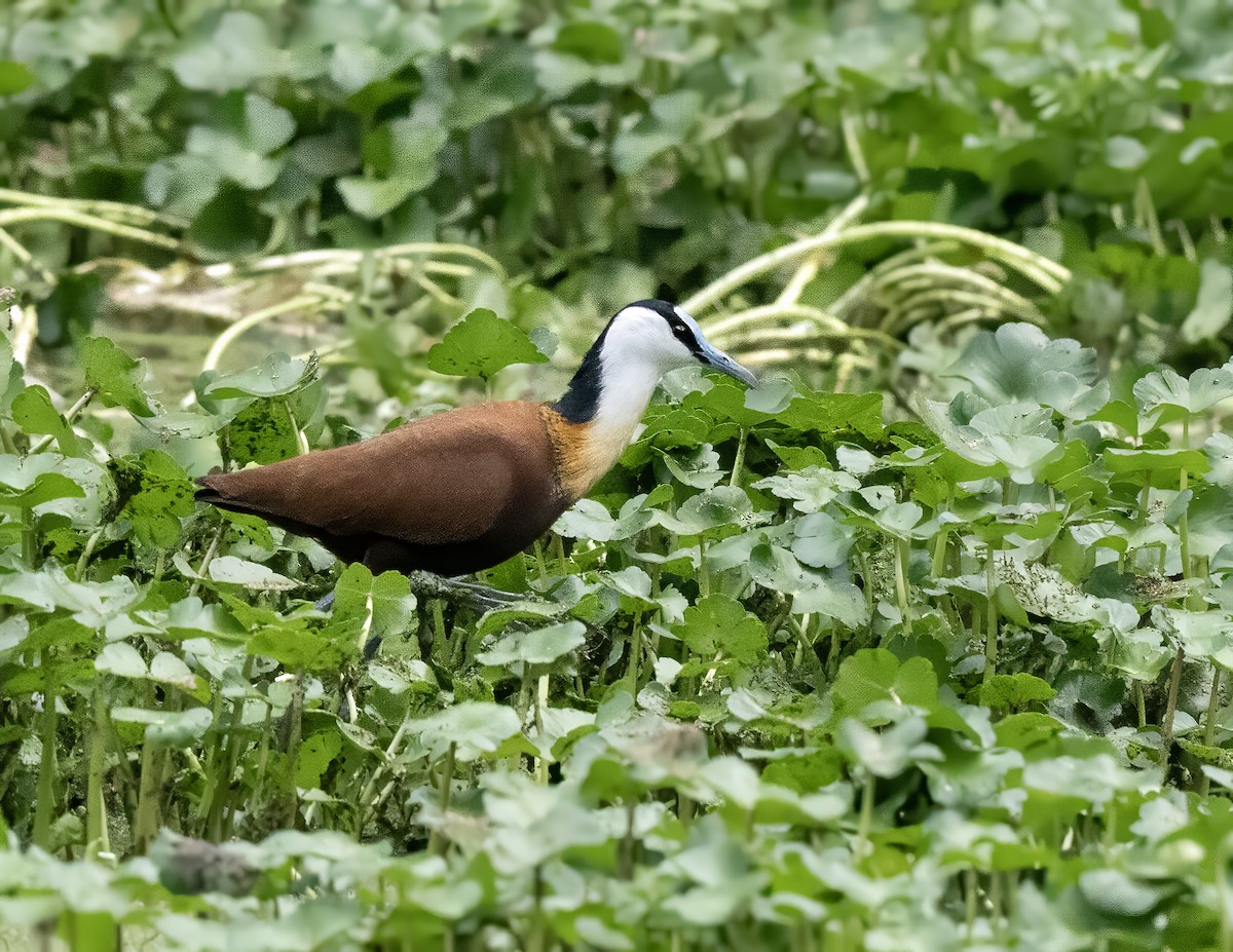 African Jacana - ML646059346