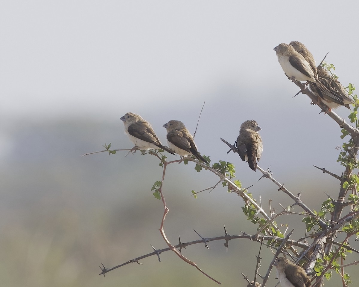 アフリカギンバシ - ML646059349