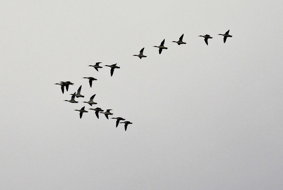 ウミアイサ - ML646059350