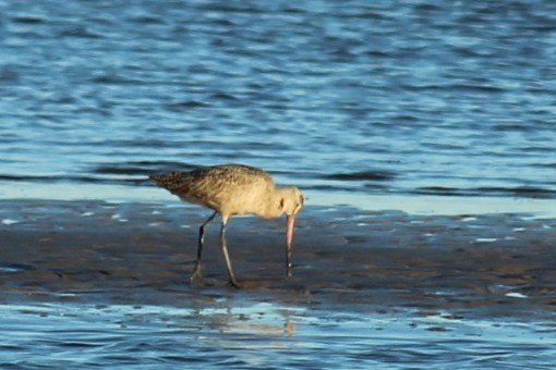 アメリカオオソリハシシギ - ML646059351