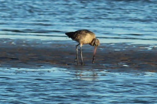 アメリカオオソリハシシギ - ML646059352