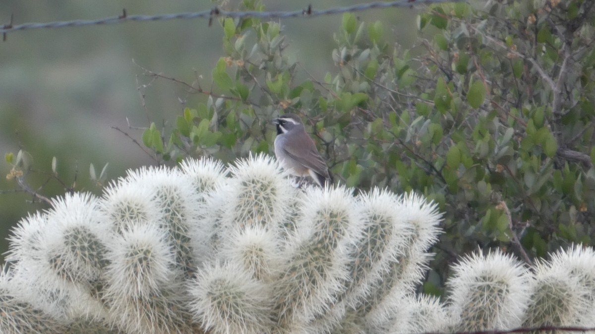 ノドグロヒメドリ - ML646059353