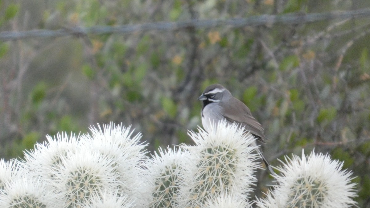 ノドグロヒメドリ - ML646059354