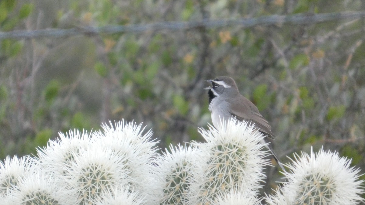 ノドグロヒメドリ - ML646059355