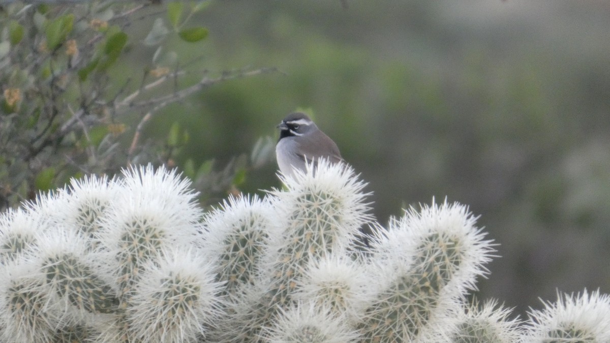 ノドグロヒメドリ - ML646059356