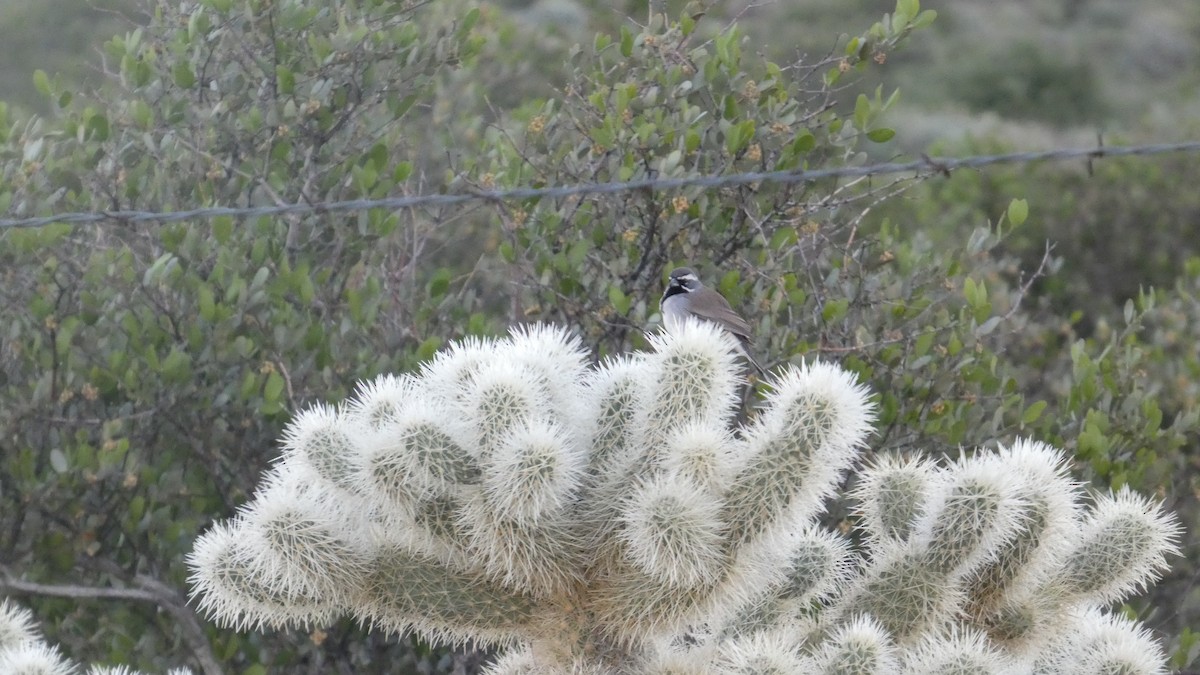 ノドグロヒメドリ - ML646059357