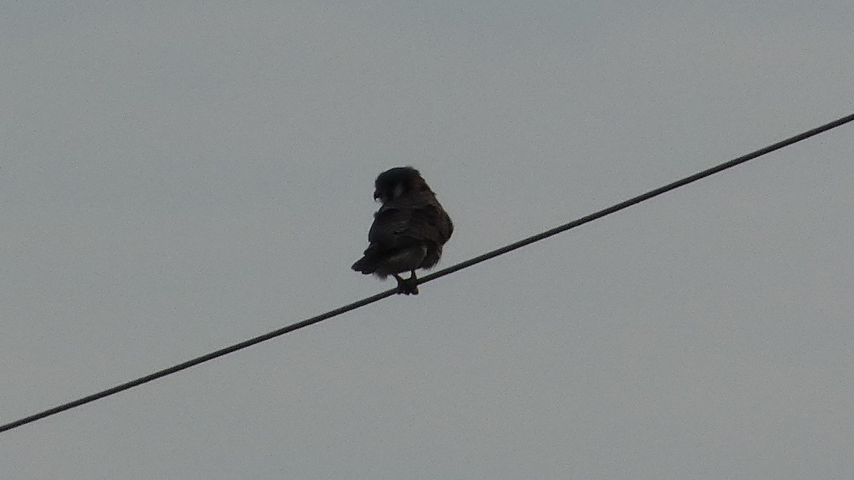 アメリカチョウゲンボウ - ML646059358