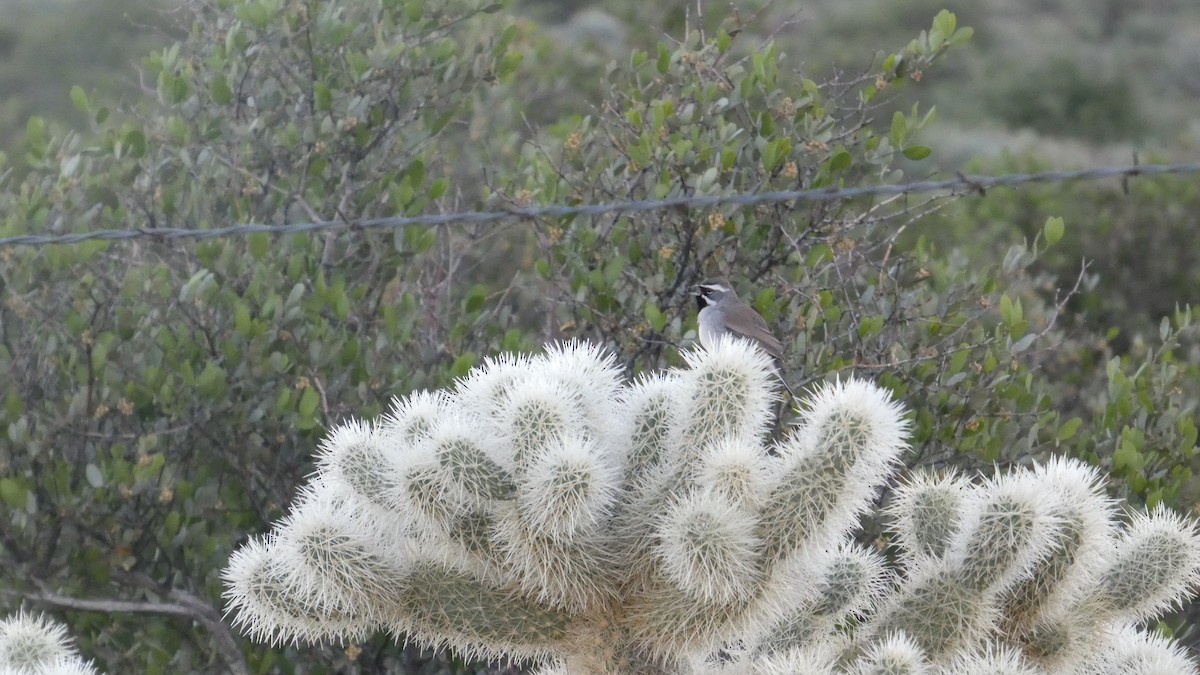 ノドグロヒメドリ - ML646059360