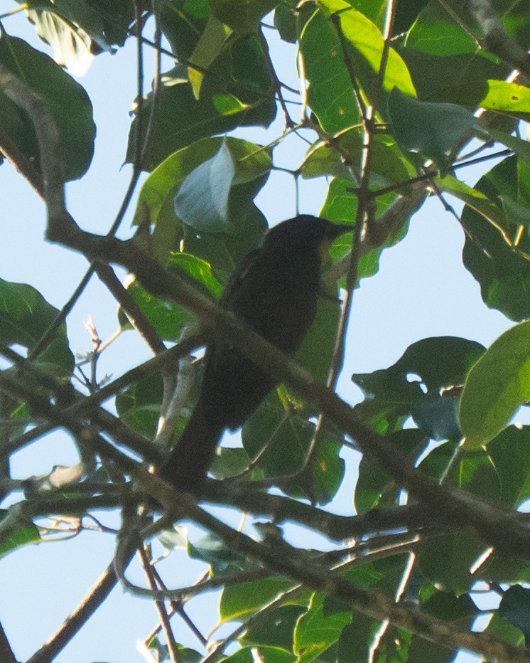 カンムリクロフウキンチョウ - ML646059363