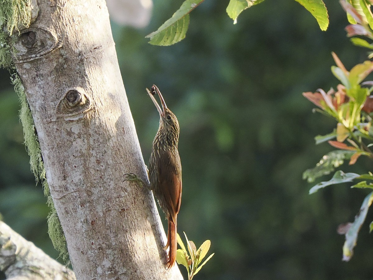 シロハシオニキバシリ - ML646059364