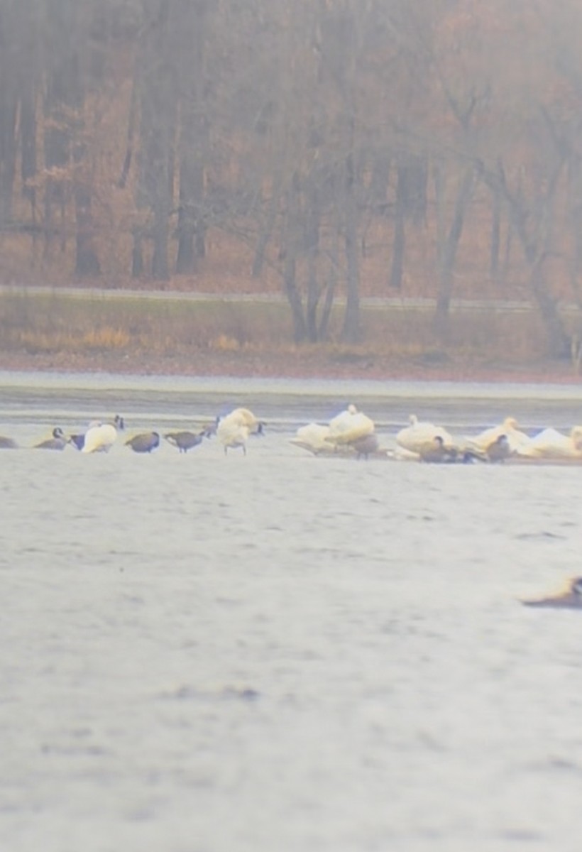 コブハクチョウ - ML646059365