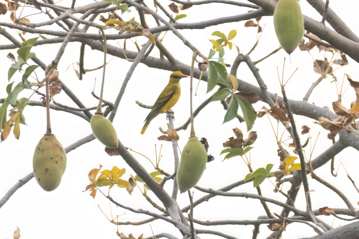 アフリカコウライウグイス - ML646059366