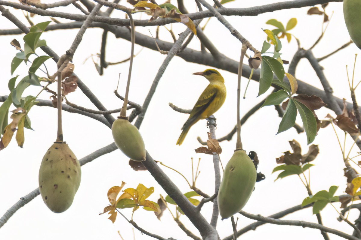 アフリカコウライウグイス - ML646059367