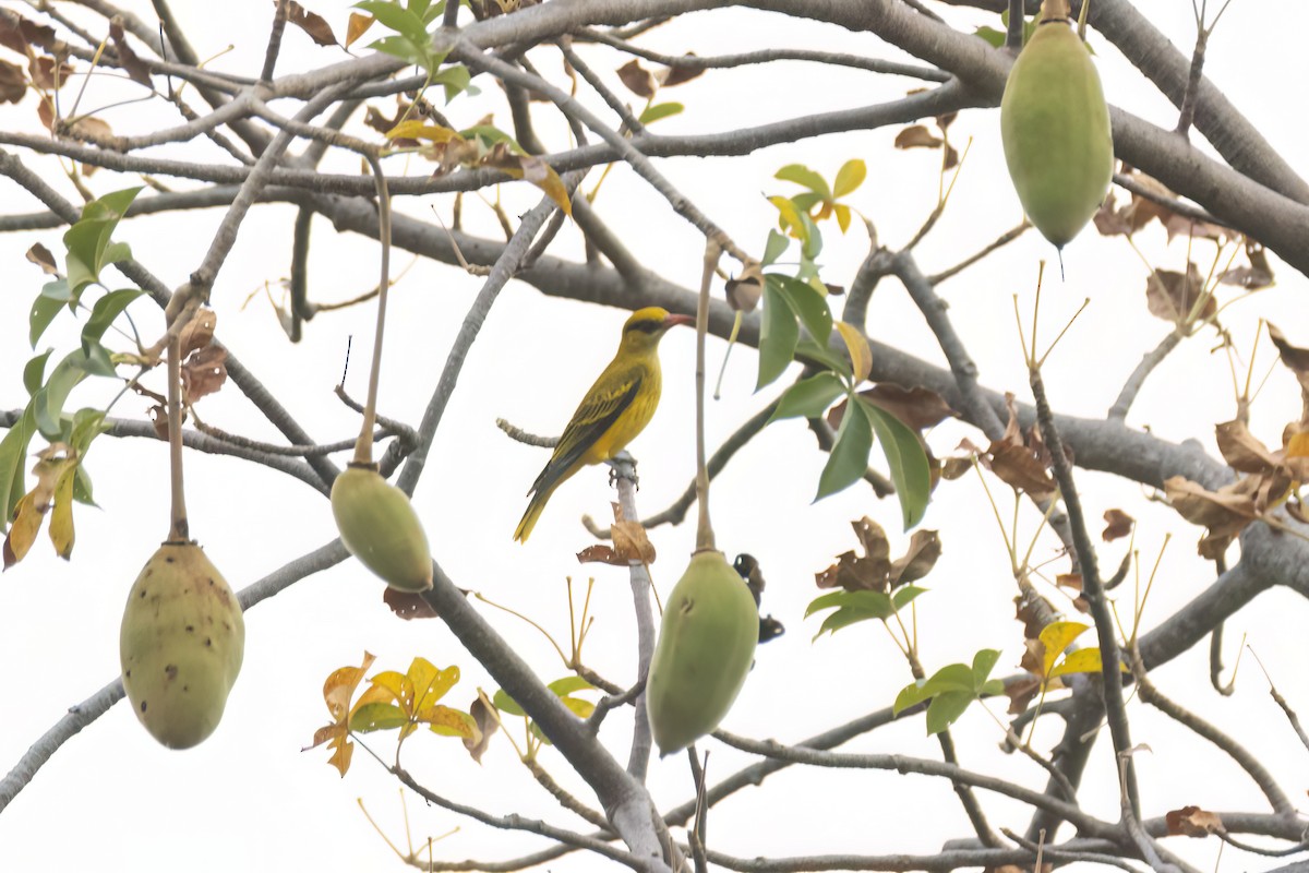 アフリカコウライウグイス - ML646059368