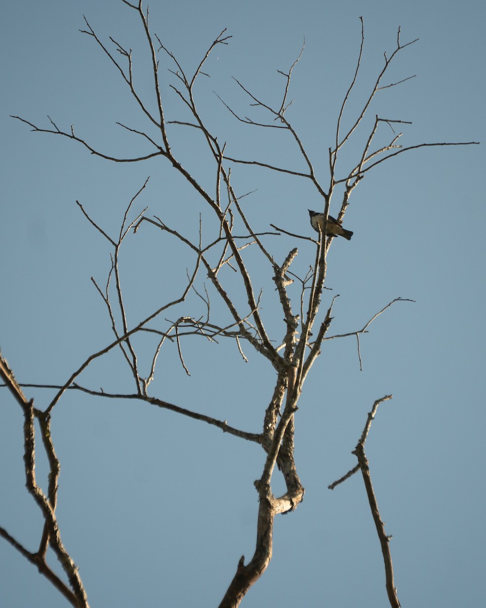 White-bellied Tanager - ML646059369