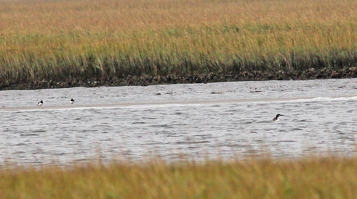 potáplice lední - ML646059374