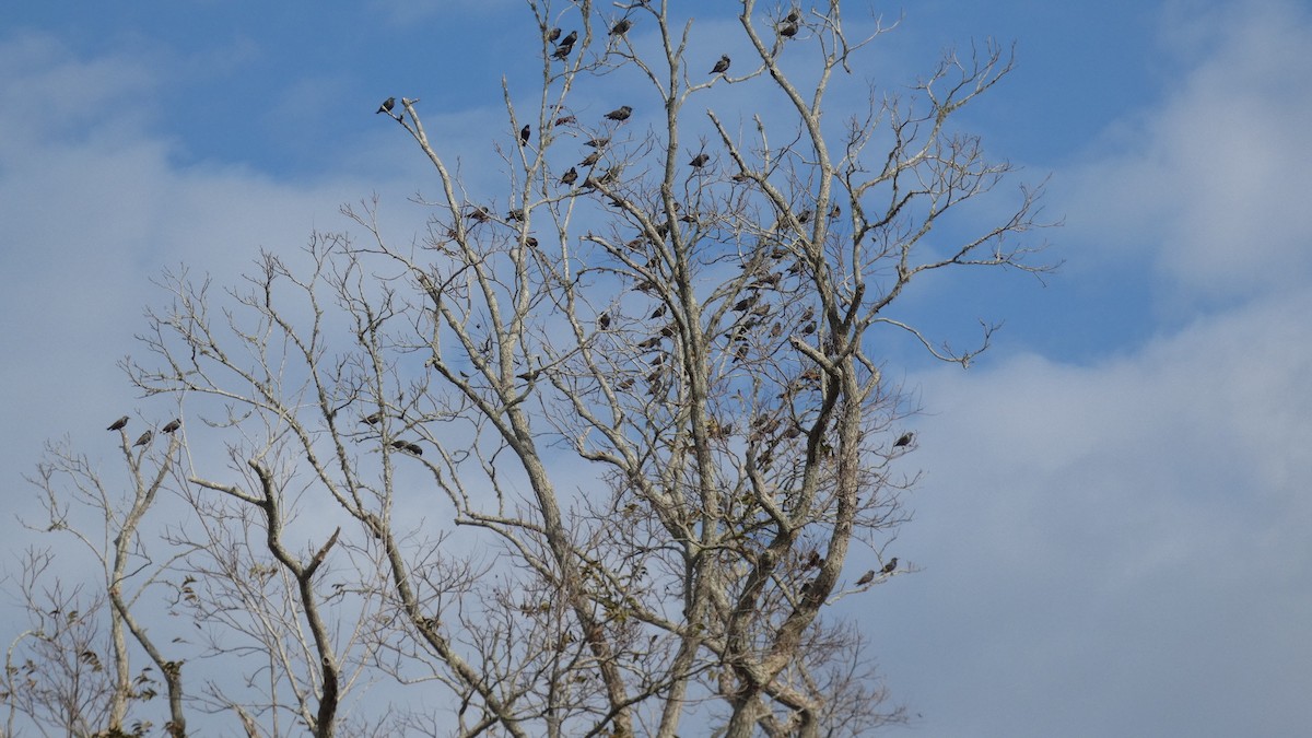 European Starling - ML646059375