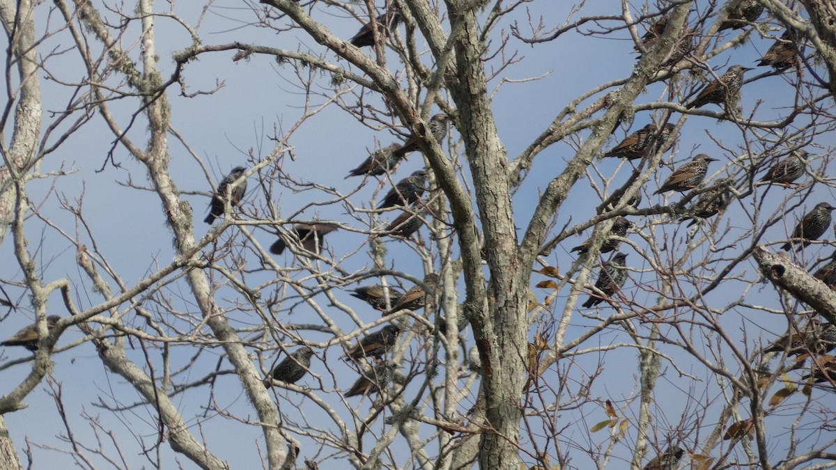 European Starling - ML646059376