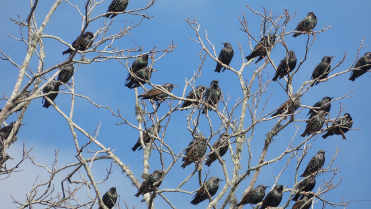 European Starling - ML646059377