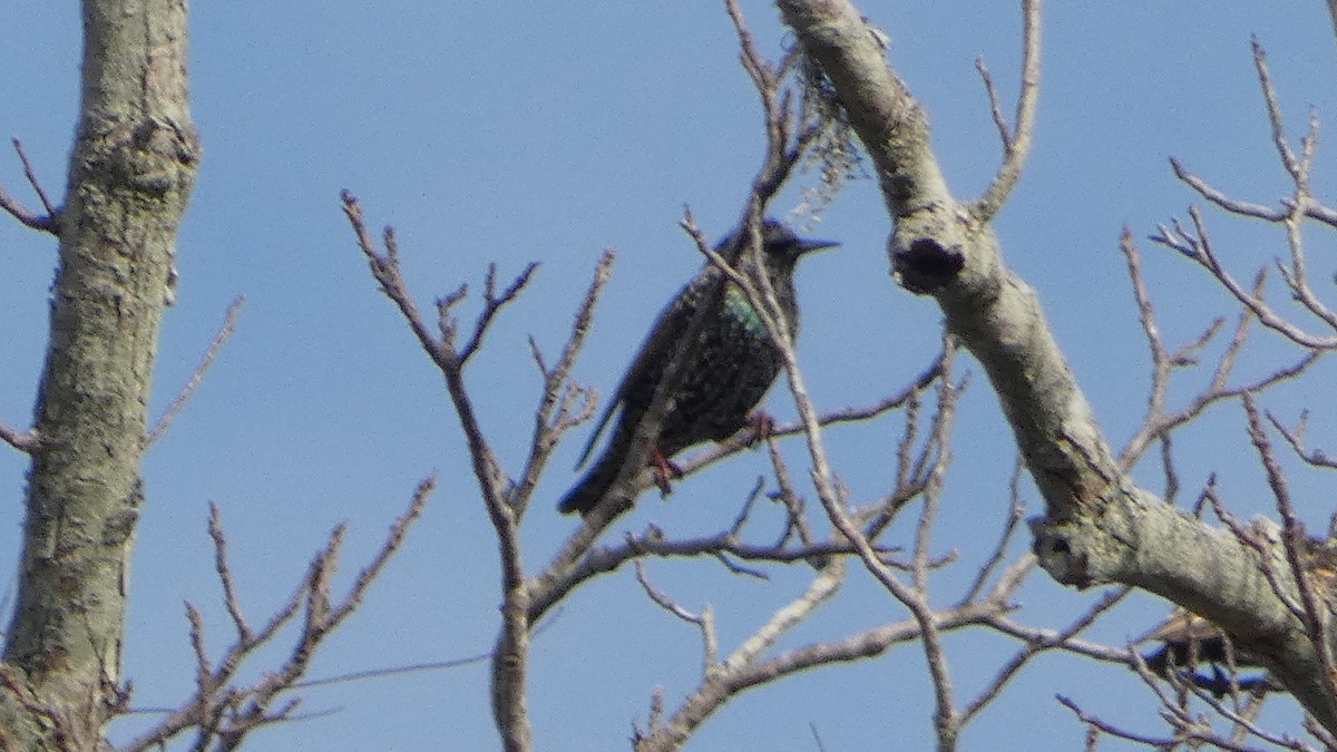 European Starling - ML646059378