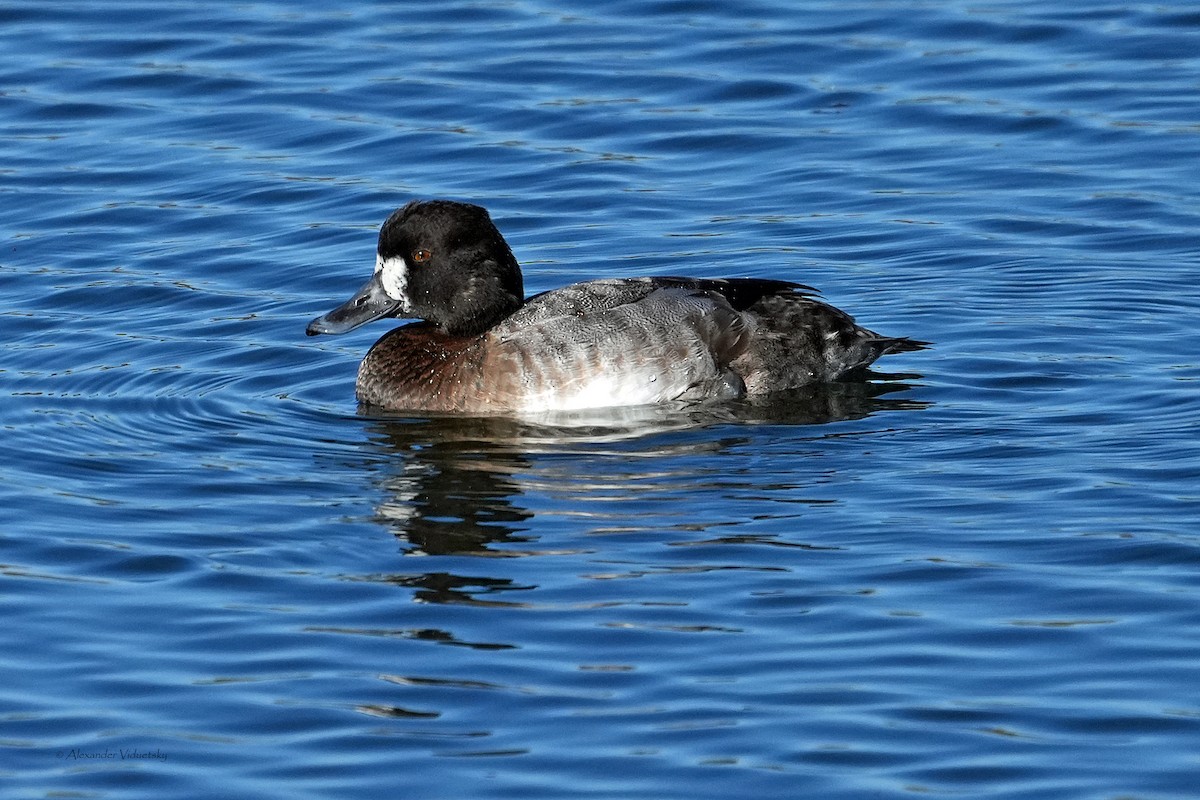 Lesser Scaup - ML646059391